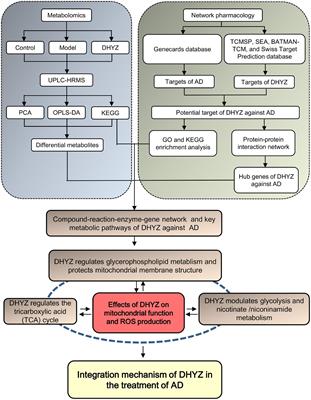 Dihuang-Yinzi Alleviates Cognition Deficits via Targeting Energy-Related Metabolism in an Alzheimer Mouse Model as Demonstrated by Integration of Metabolomics and Network Pharmacology